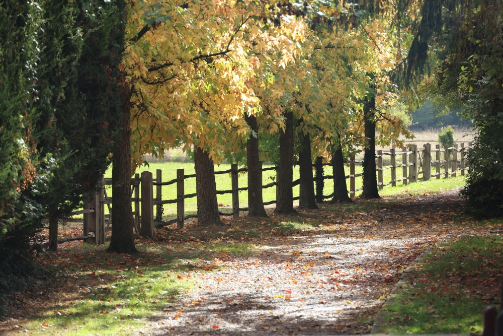 Sunlit autumn tree-lined path and wooden fence along a countryside walk in Cookham